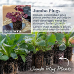 Heuchera 'wild Rose', Rose-purple Foliage And Rose-pink Summer Blooms | 3 x Jumbo Plugs | Multi