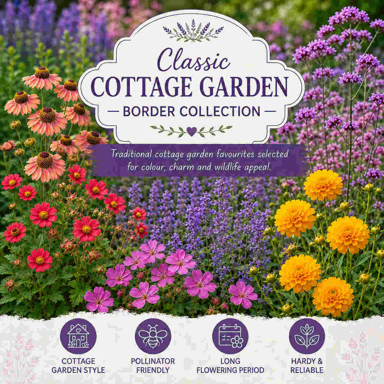 Classic Cottage Garden Border Collection - 2l Garden Ready Pots. | Set-of-12 | Multi