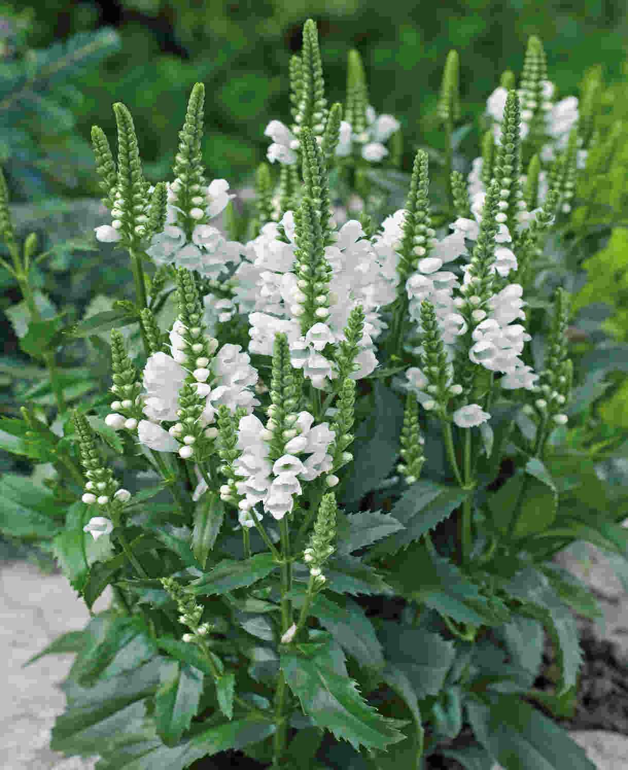 Physostegia Crystal Peak White | Set-of-3