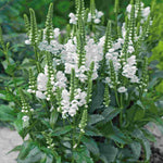 Physostegia Crystal Peak White | Set of 10
