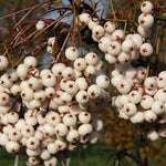Sorbus Cashmeriana Mountain Ash Tree 6ft Tall Supplied In A 12 Litre Pot