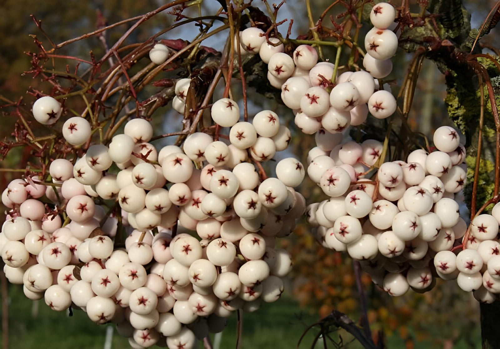Sorbus Cashmeriana Mountain Ash Tree 6ft Tall Supplied In A 12 Litre Pot