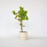 Common Grape Vine - Vitis Vinifera ‘himrod’ - Height 60-75cm - ⌀21cm
