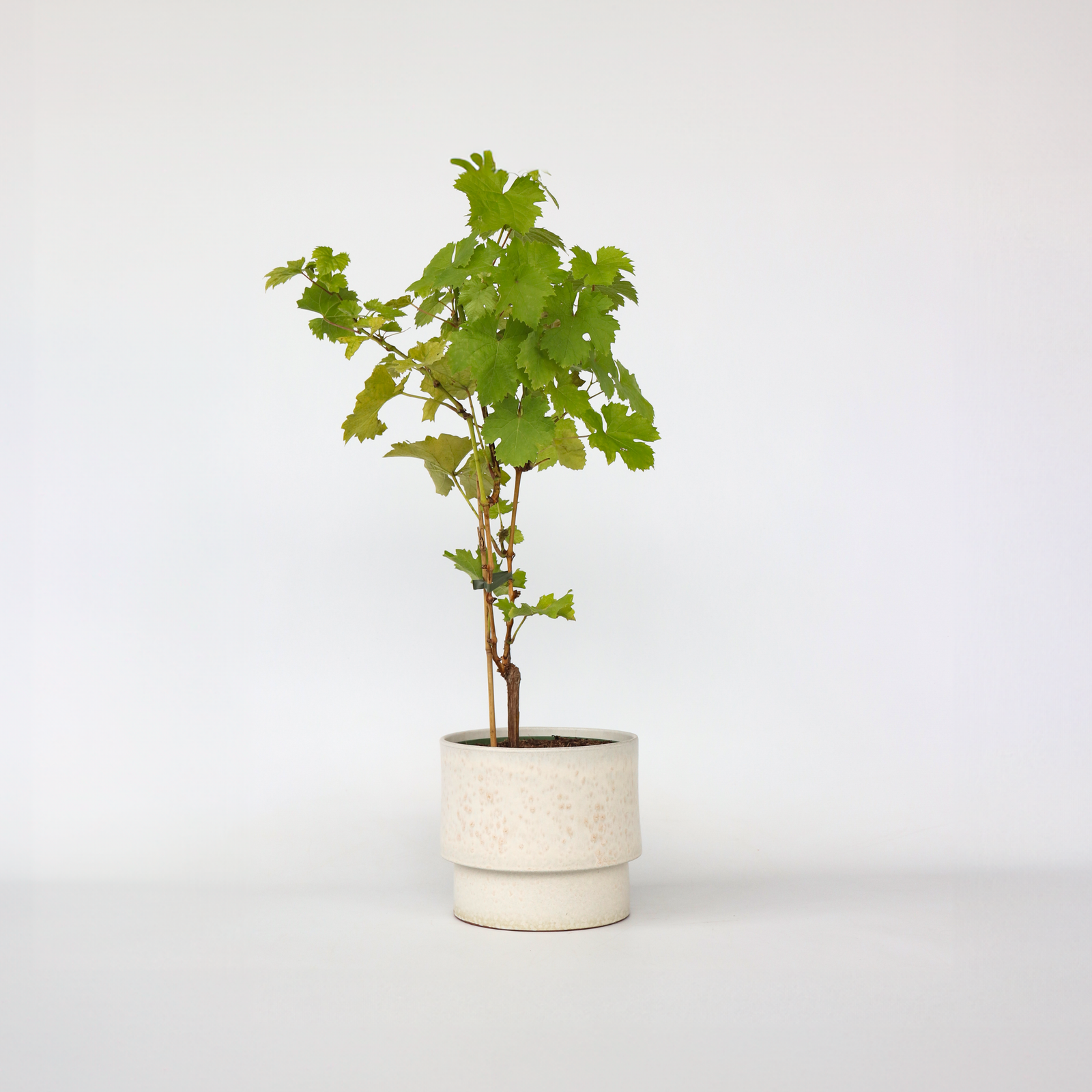 Common Grape Vine - Vitis Vinifera ‘himrod’ - Height 60-75cm - ⌀21cm