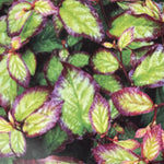 Parrotia Persica Persian Spire Ironwood Tree 2-3ft Supplied In A 3 Litre Pot