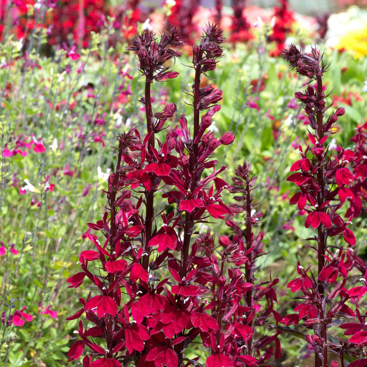 Lobelia 'starship Burgundy' - Hardy Perennial, Burgundy Flower Spikes, 100 Cm 9cm | Set of 3 | Burgundy