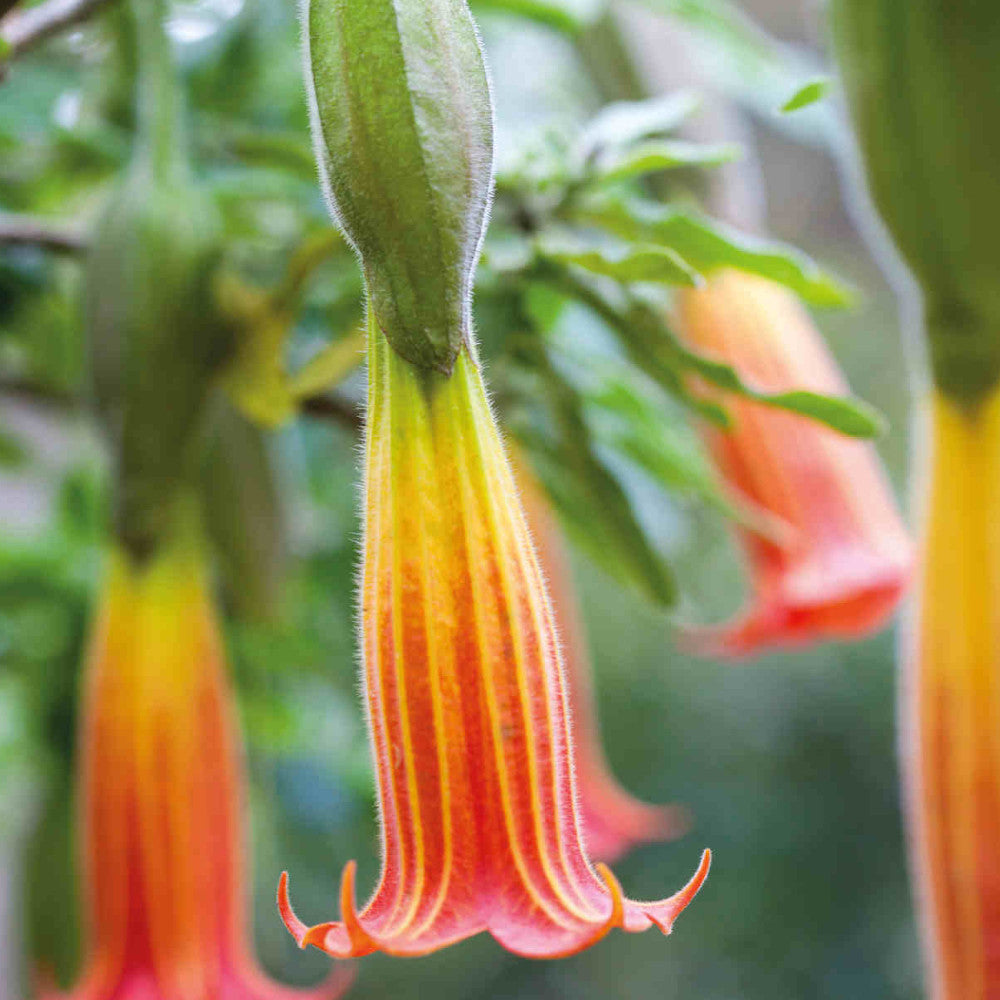 Brugmansia Red Yellow - Angels Trumpet Supplied In A 9cm Pot