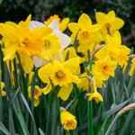 Daffodil Bulbs Mix 'yellow Shades' 100 Bulbs | 100 x Bulbs | Yellow