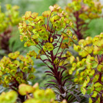 Euphorbia 'miners Merlot' Drought-tolerant Perennial 9cm | Set of 1 | Burgundy