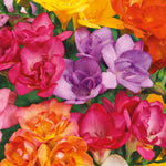 Freesia 'double Mix' Corms | 10 x Bulbs | Pink