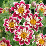 Dahlia Fashion Monger Tuber | 1 x Bulb | Pink & White