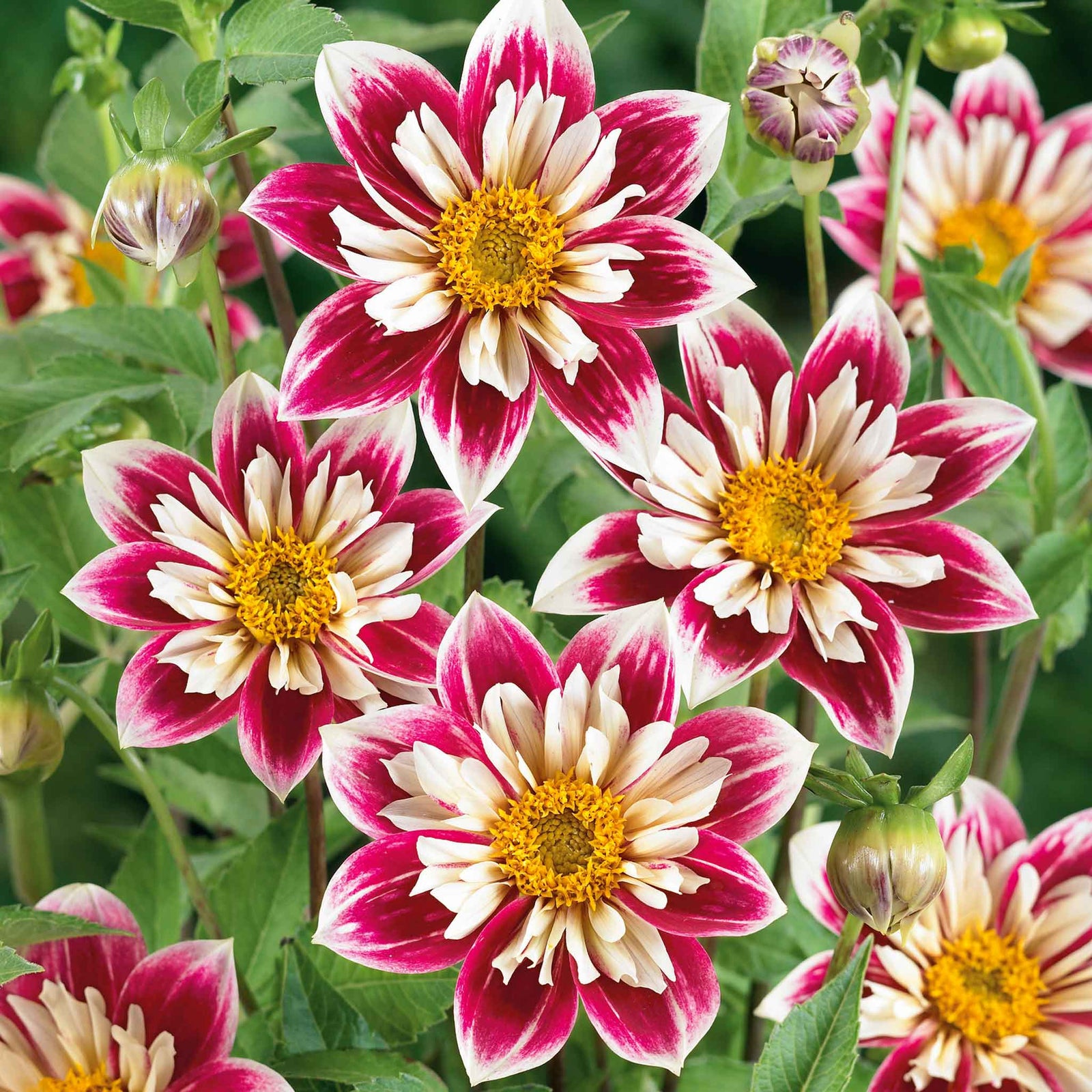 Dahlia Fashion Monger Tuber | 1 x Bulb | Pink & White