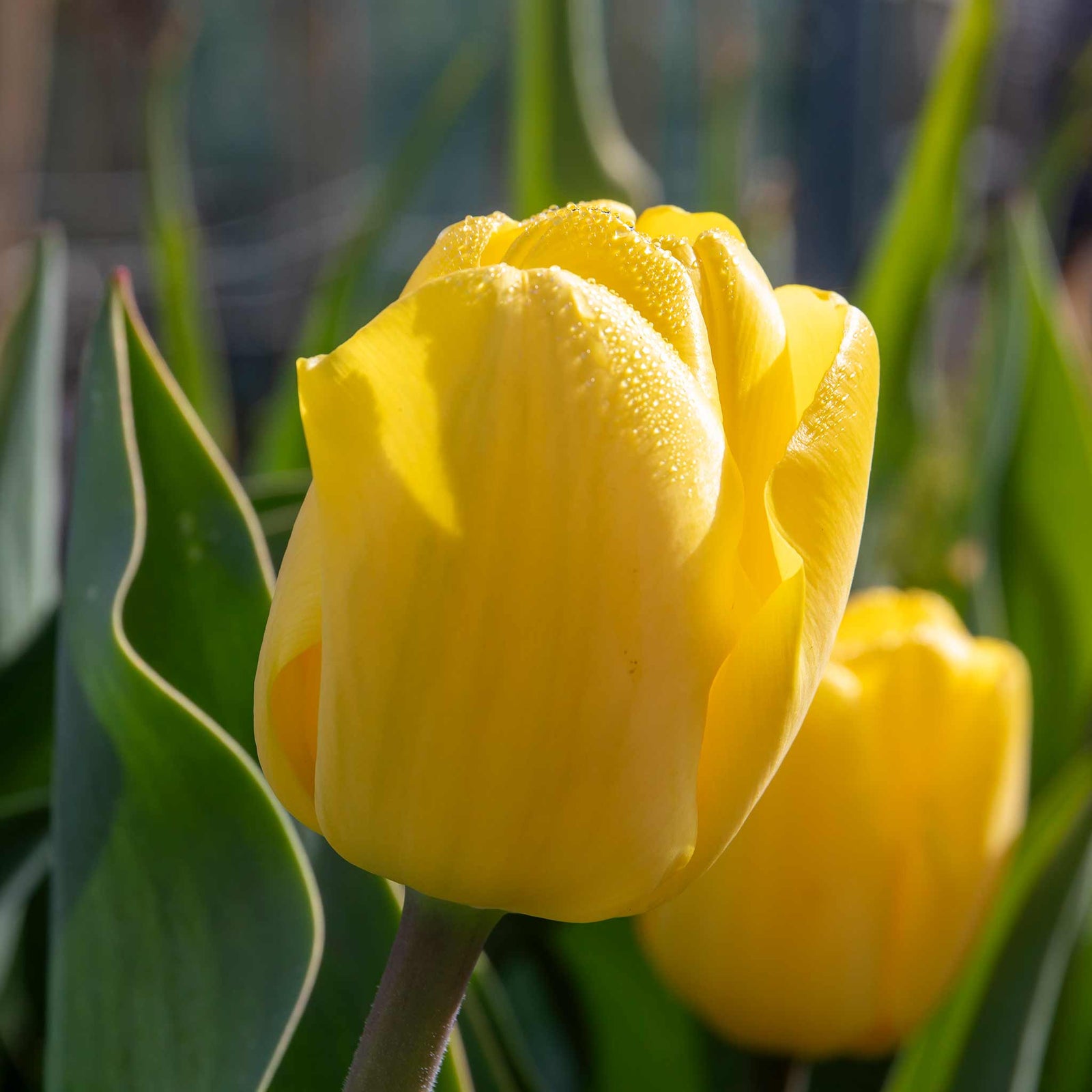 Tulip World Friendship — Primrose Yellow | 10 x Bulbs | Yellow