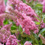 Buddleja 'butterfly Candy Little Pink' (dwarf) | 1 x 3L | Pink