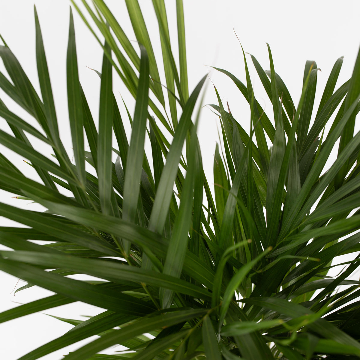 Areca Palm 'golden Cane' - Dypsis Lutescens - Height 100-120cm - ⌀21cm | Set of 1 | Green