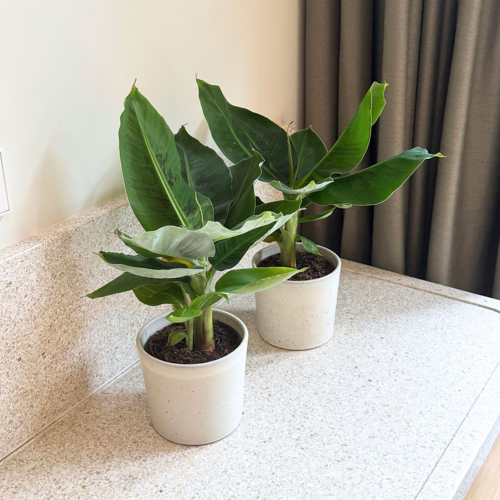 Banana Plant - 2 Pcs. - Musa 'oriental Dwarf' - Height 25-40cm - ⌀12cm | Set of 2 | Green
