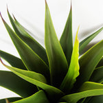 55cm Artificial Yucca Plant