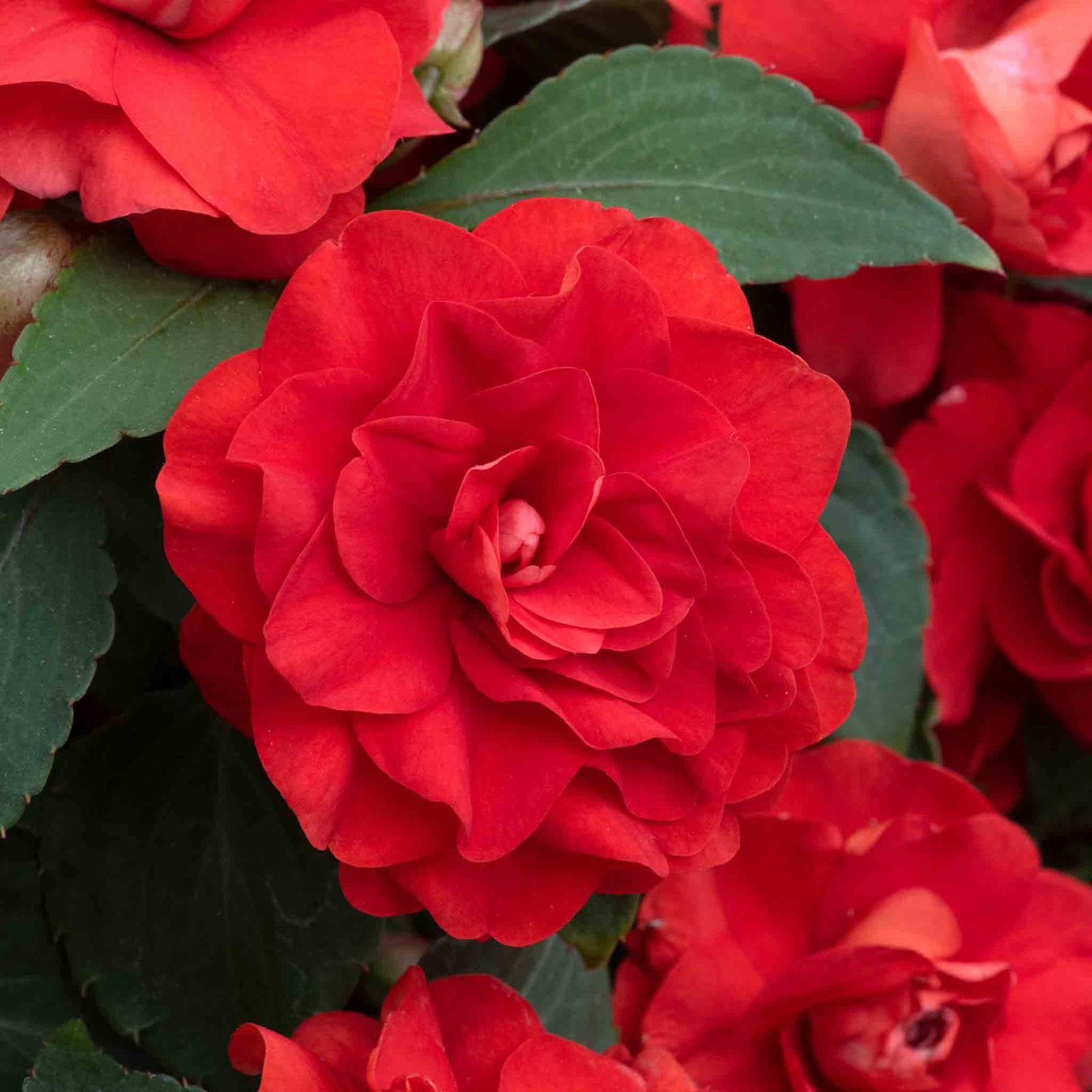 Busy Lizzie (impatiens) Double Bright Red | 6 x Plug Plants | Bright Red
