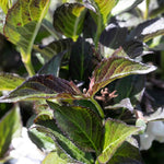 Weigela 'ebony And Ivory' - Compact White-flowering Shrub | 1 x 3L | Green