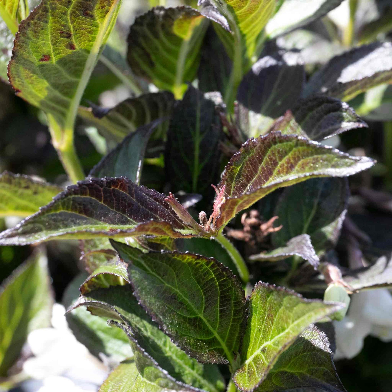 Weigela 'ebony And Ivory' - Compact White-flowering Shrub | 1 x 3L | Green