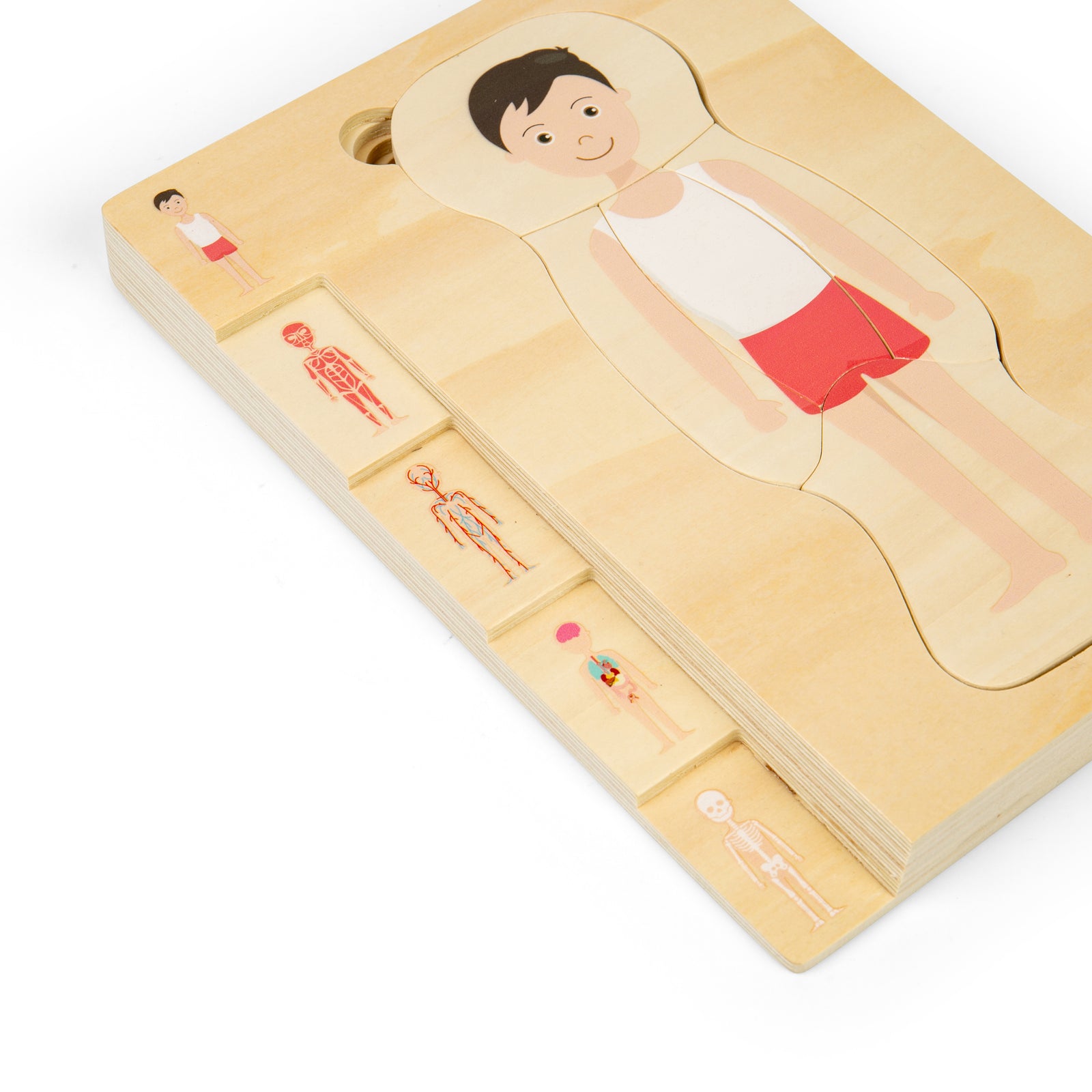 Wooden Human Anatomy Puzzle (Male)