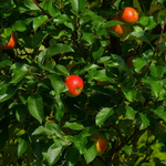 Apple Queen Cox Fruit Tree 6ft Tall Supplied In A 12 Litre Pot