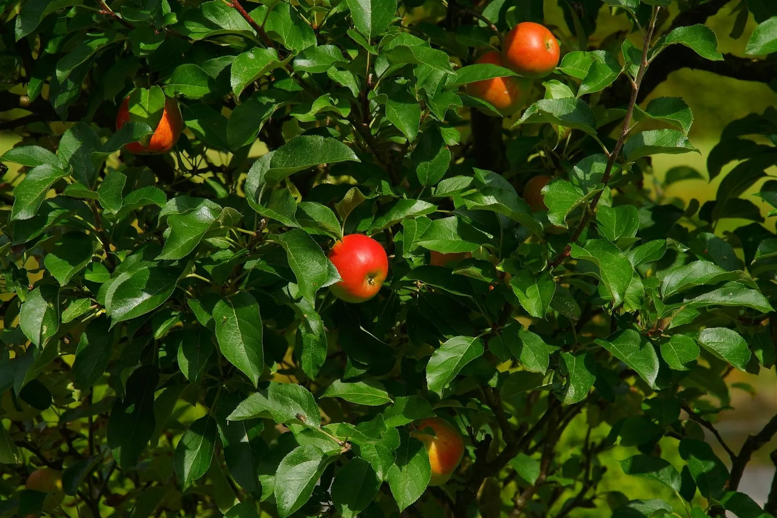 Apple Queen Cox Fruit Tree 6ft Tall Supplied In A 12 Litre Pot
