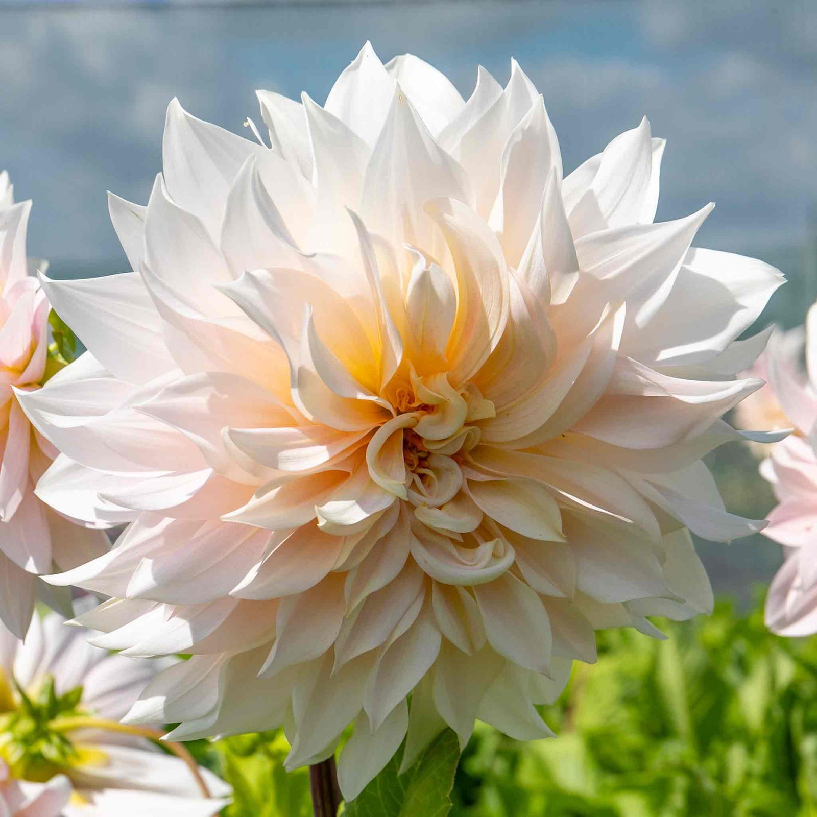 Dahlia 'café Au Lait' | 1 x Tuber