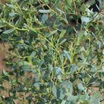 Eucalyptus French Blue Evergreen Tree 6ft Tall Supplied In A 12 Litre Pot