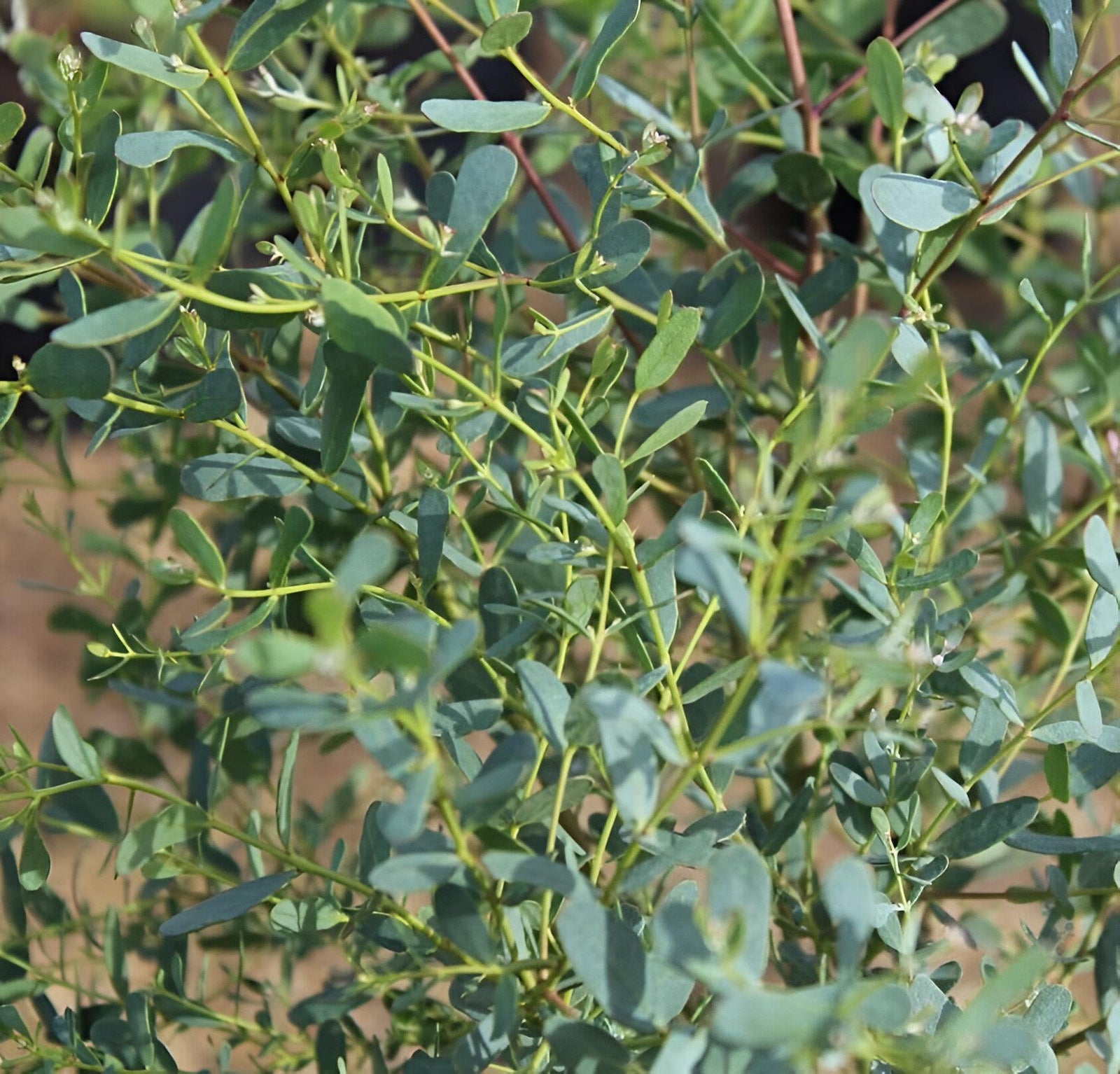 Eucalyptus French Blue Evergreen Tree 6ft Tall Supplied In A 12 Litre Pot