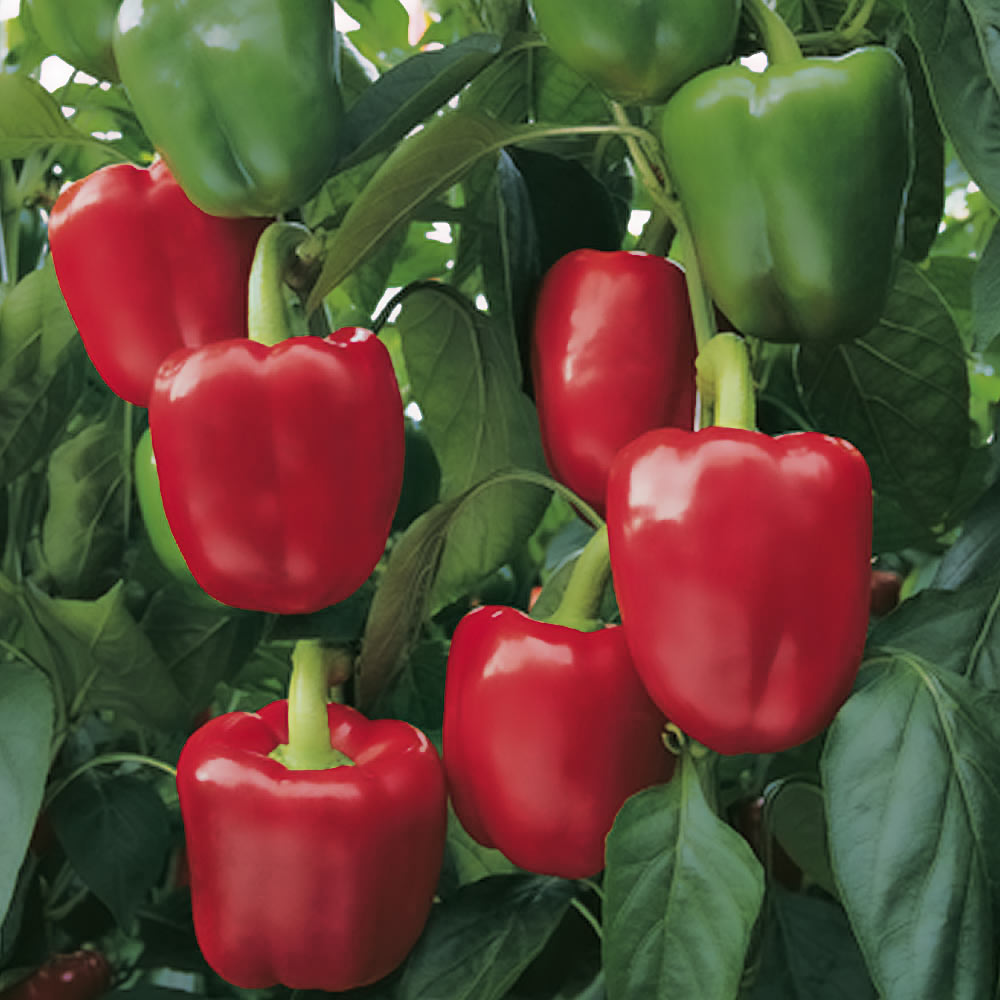 Grafted Pepper Bendigo - Early Sweet Red Capsicum | 1 x 7cm | Red