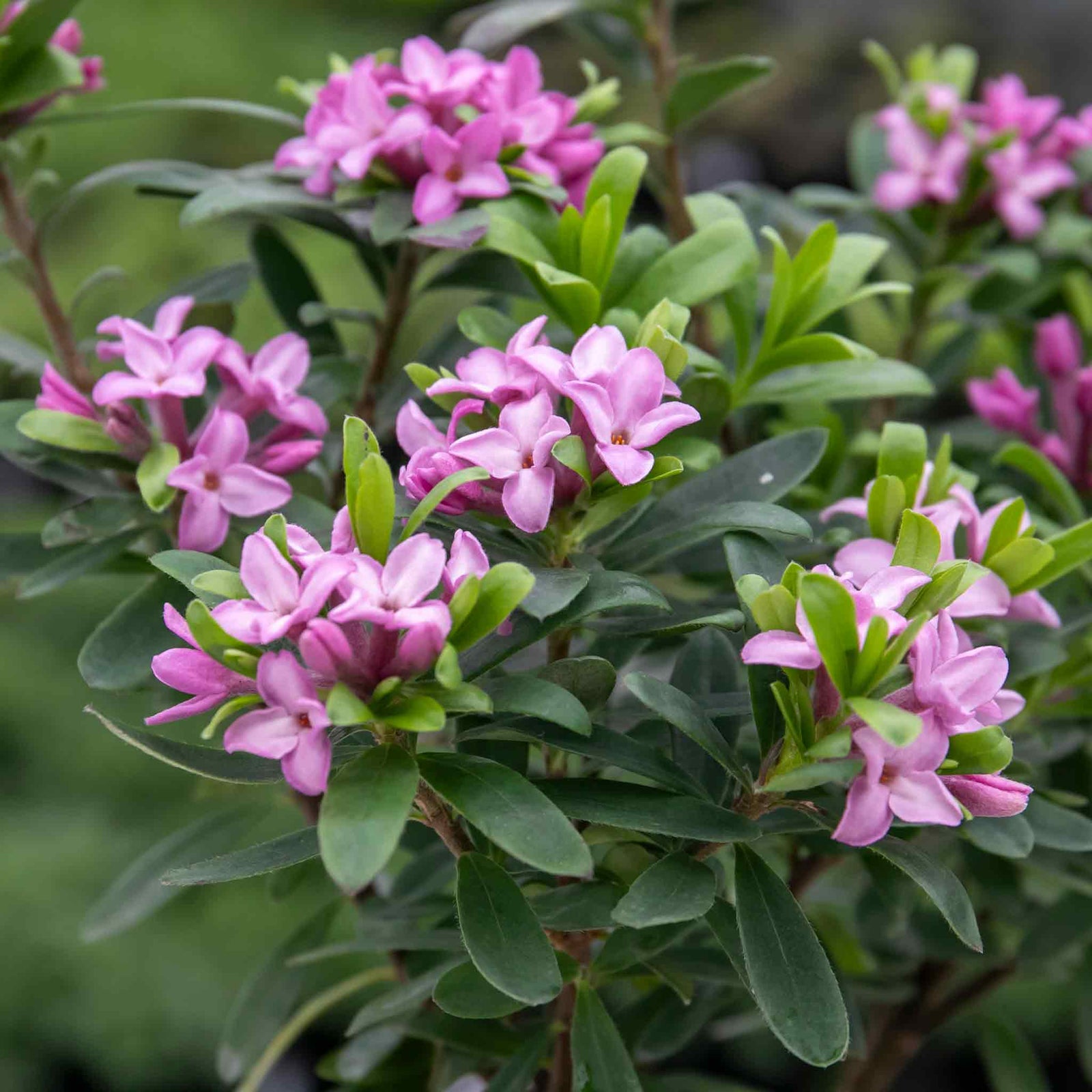Daphne 'pink Fragrance' Fragrant Evergreen Shrub | 1 x 1.5L | Pink