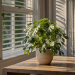 Monstera Minima - Rhaphidophora Tetrasperma - Height 20-30cm - ⌀12cm | Set of 1 | Green