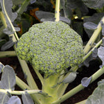 Broccoli 'besty' - Early, Low-nitrogen Variety | 16 x Pro Grower Plugs | Green
