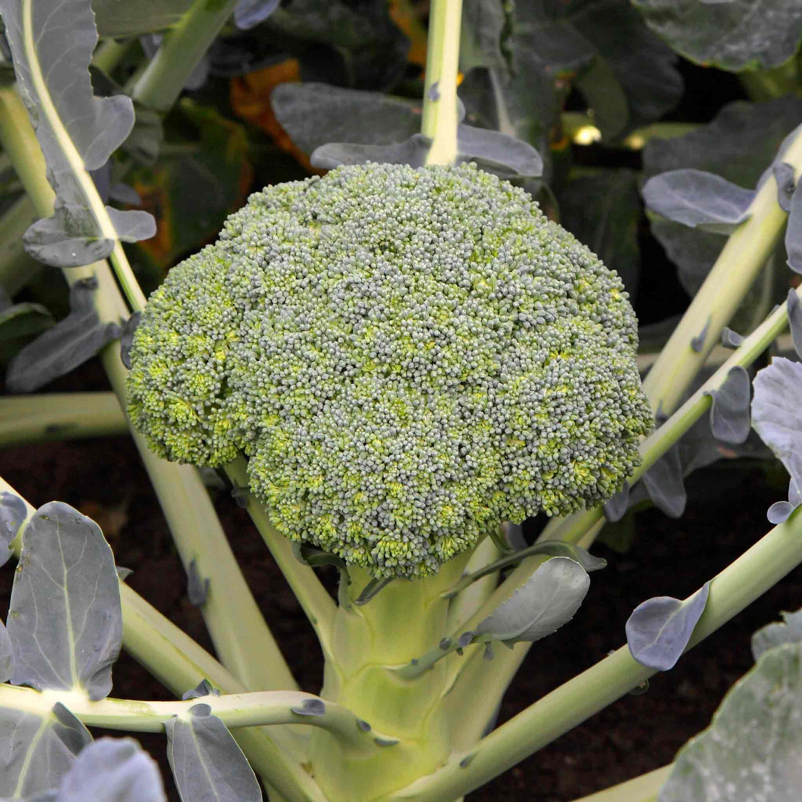 Broccoli 'besty' - Early, Low-nitrogen Variety | 16 x Pro Grower Plugs | Green