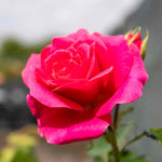 Rose 'starlight Express' (climbing, Fragrant, Dark Pink) Bare Root | 1 x Bare Root | Pink