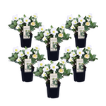 Christmas Rose - Helleborus Niger 'mont Blanc' - Height 20-30cm - ⌀12cm | Set of 6 | White