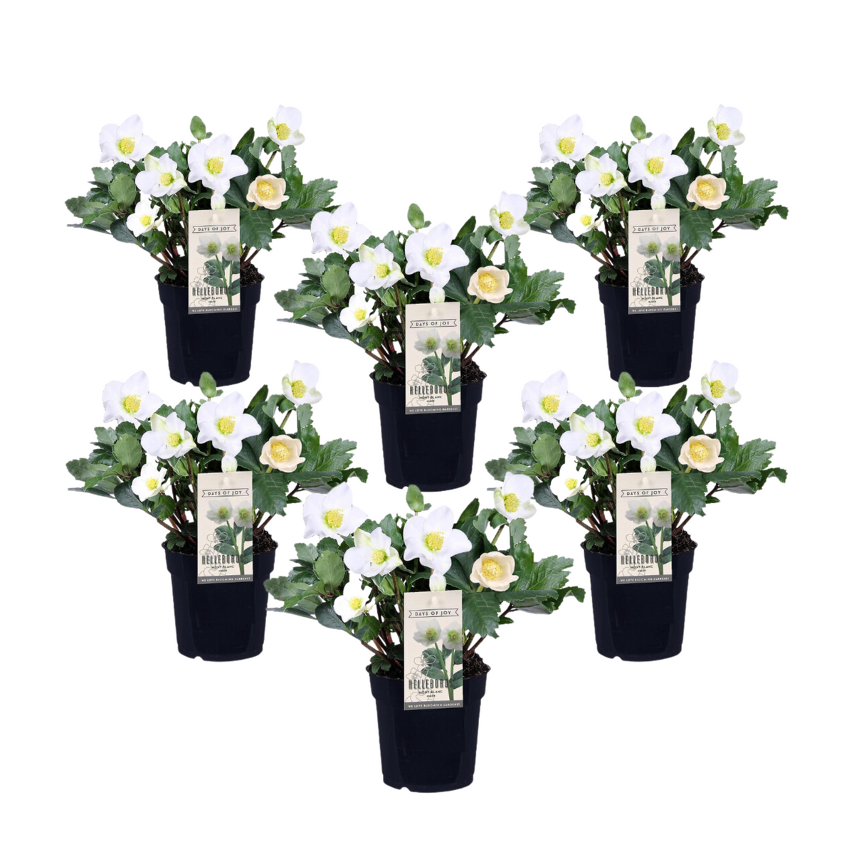 Christmas Rose - Helleborus Niger 'mont Blanc' - Height 20-30cm - ⌀12cm | Set of 6 | White