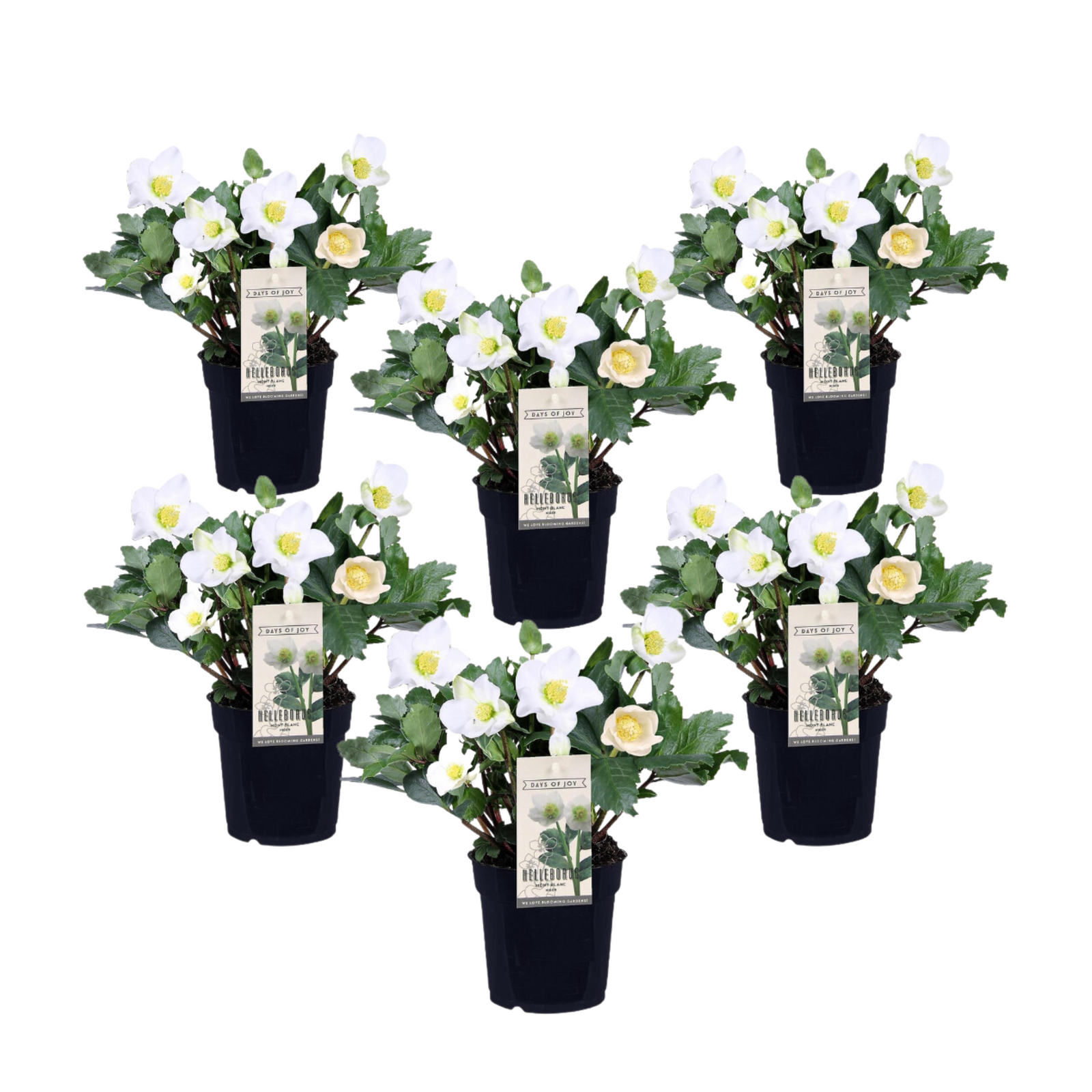 Christmas Rose - Helleborus Niger 'mont Blanc' - Height 20-30cm - ⌀12cm | Set-of-6 | White
