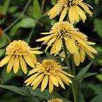 Echinacea Purpurea 'lemon Drop' - Bright Yellow Coneflower - 9cm Pots | 1 x 9cm | Yellow