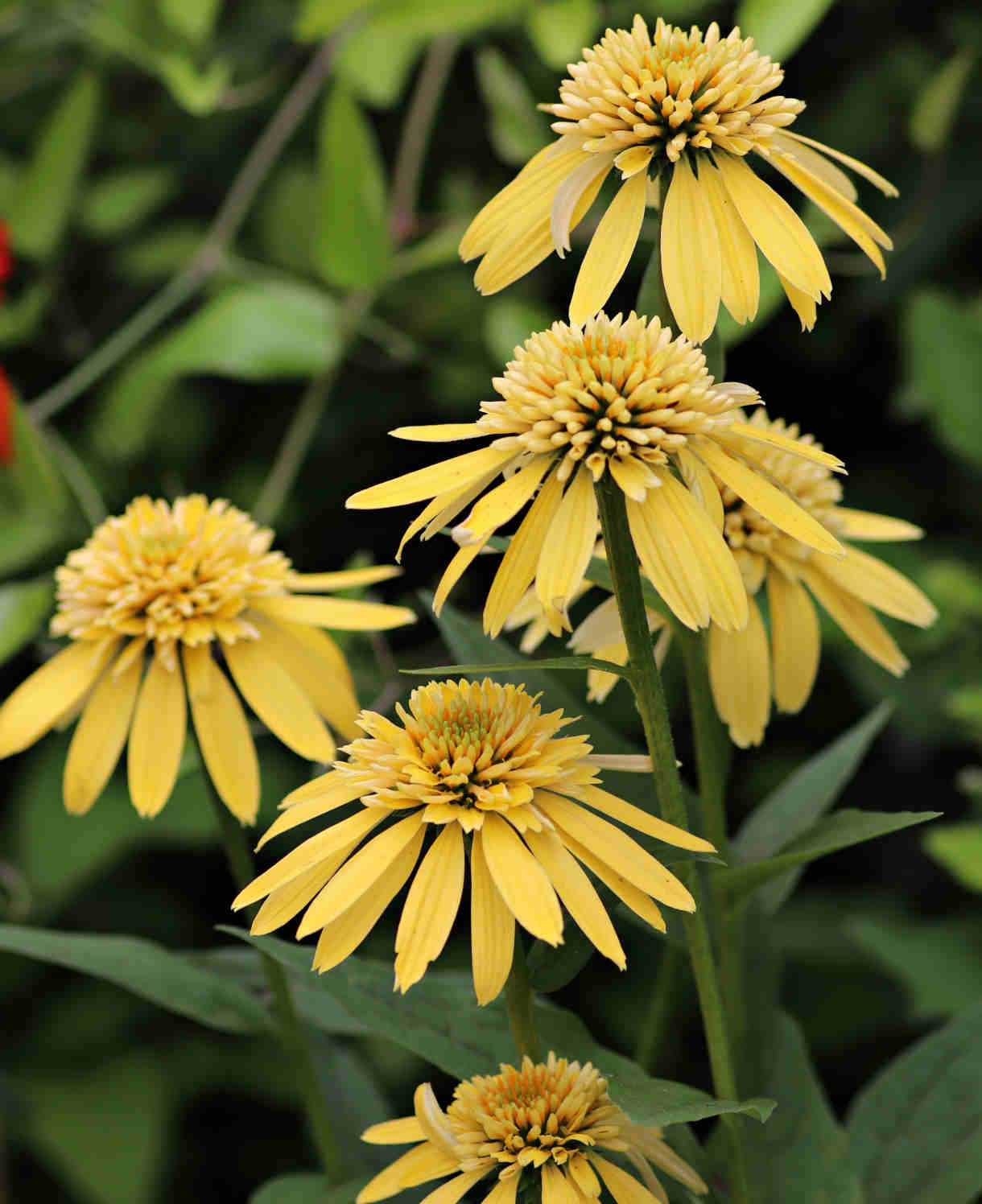 Echinacea Purpurea 'lemon Drop' - Bright Yellow Coneflower - 9cm Pots | 1 x 9cm | Yellow