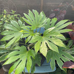Fatsia Spider's Web - 2 Litre Pots | 3 x 2L | White