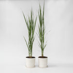 Switch Grass - 2 Pcs. - Panicum Virgatum 'northwind' - Height 40-60cm - ⌀23cm | Set-of-2 | Green