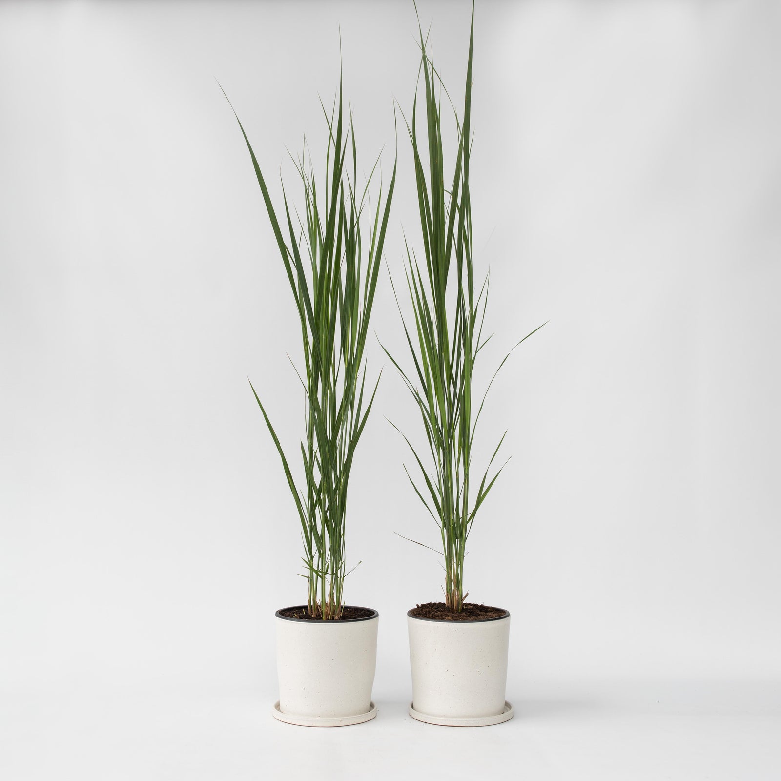 Switch Grass - 2 Pcs. - Panicum Virgatum 'northwind' - Height 40-60cm - ⌀23cm | Set-of-2 | Green