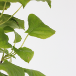 Hortensia - 2 Pcs. - Hydrangea Anomale Petiolaris - Height 60-70cm - ⌀15cm