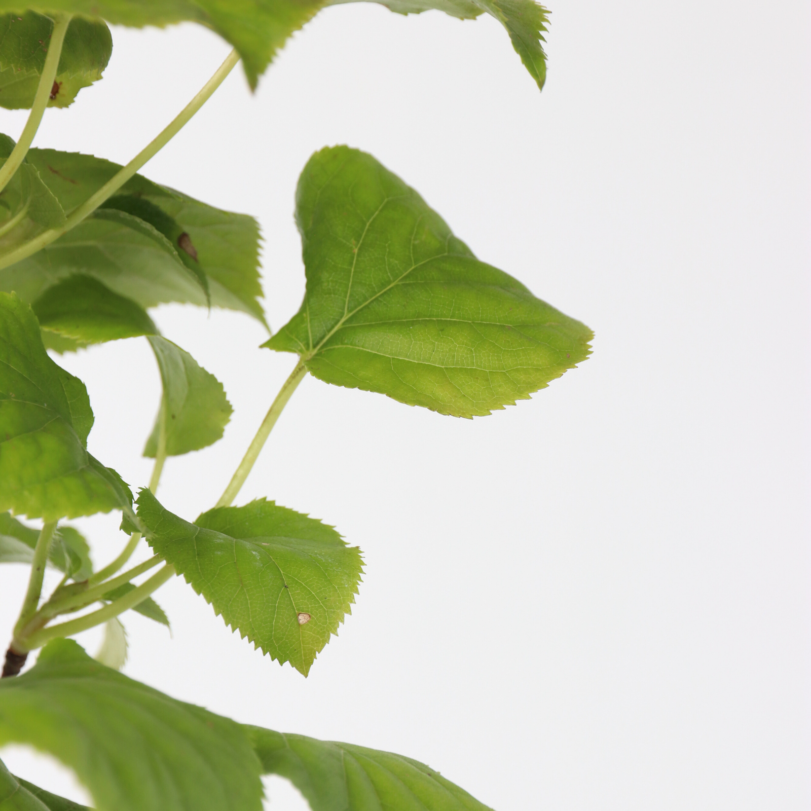 Hortensia - 2 Pcs. - Hydrangea Anomale Petiolaris - Height 60-70cm - ⌀15cm