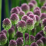 Thompson & Morgan Spring Spectacular Colour Collection 200 Bulbs
