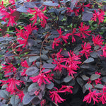 Charismatic Loropetalum Collecion - Chinese Fringe Flower Set Of 3 In 9cm Pots