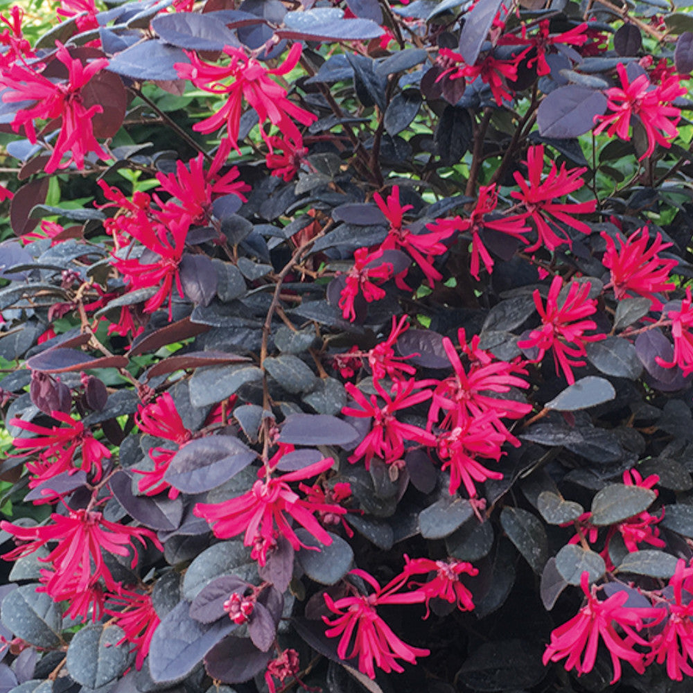 Loropetalum Chinensis Black Pearl - Head Turning Deep Purple Foliage And Vibrant Pink Blooms 1 X 9cm Pot
