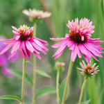 Echinacea Purpurea 'double Decker' - 9cm Pots | 1 x 9cm | Pink